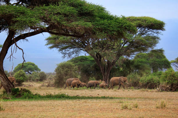 istock Elephants in Amboseli national park 639037064