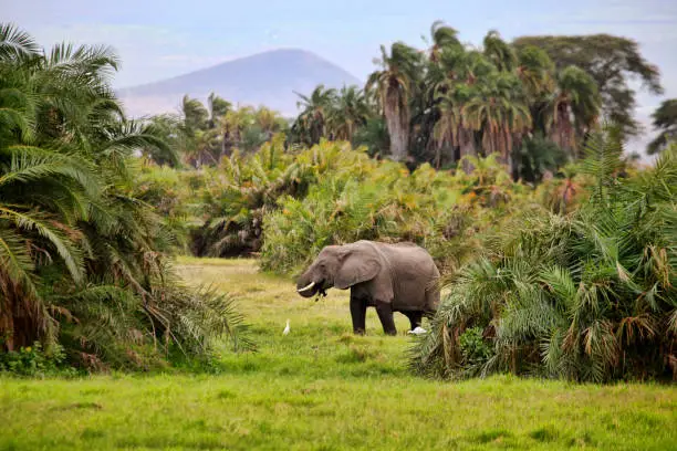 Elephant in Amboseli national park in Kenia