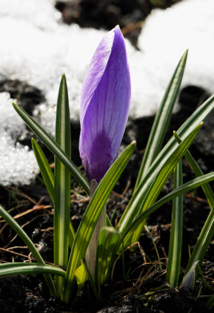 istock Crocus flower in the snow 639038002