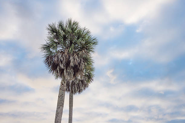 istock Palm Tree Nature Background Everglades National Park Sunrise Florida 639038100