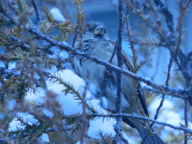 vogel - vestigial wing stock-fotos und bilder