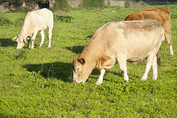istock Cows grazing on sunny green meadow. 639039438