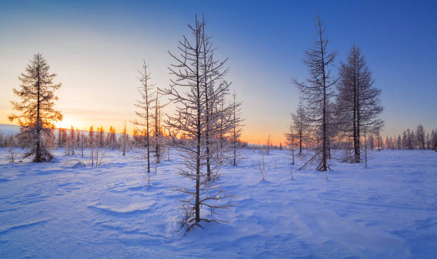istock Panorama of winter forest in snow 639039814
