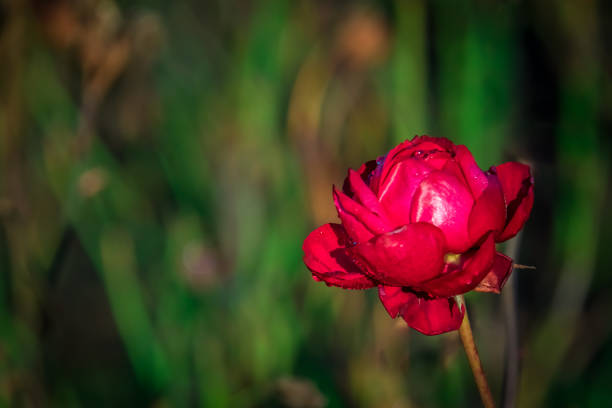 istock Red and purple rose 639042518