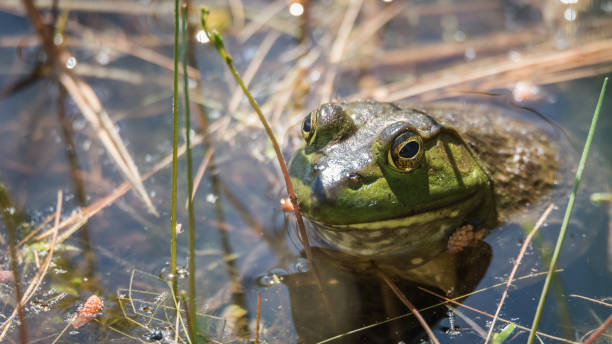 Big green Common bull frog suns himself, waits for prey.