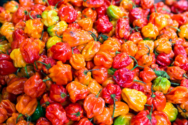 Muchos pimientos habanero habanero rojo amarillo anaranjado - foto de stock