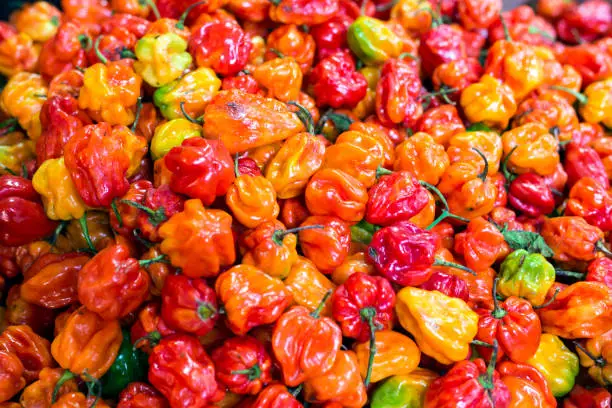 Photo of Many red yellow orange habanero peppers