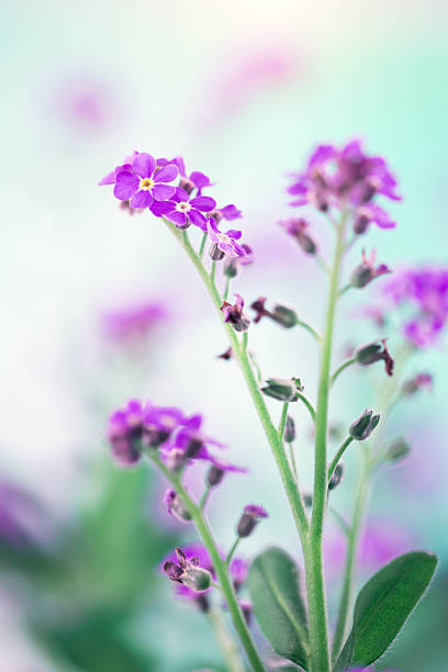 non ti scordar di me fiori - myosotis sylvatica foto e immagini stock