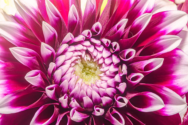 istock Purple chrysanthemum flower close up, macro 639043694