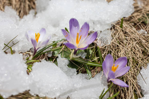 crocuses w śniegu - melting spring snow trentino alto adige zdjęcia i obrazy z banku zdjęć