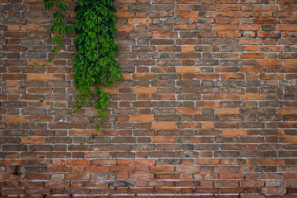 istock Old Brick Wall with Green Vines 639044286