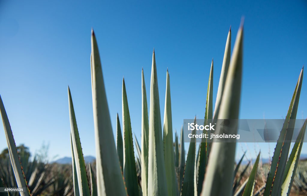 agave points spines from agave plant  Agave Plant Stock Photo