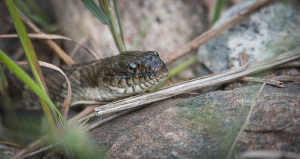 istock Common Garter snake.  This one has dent in its nose. 639044578