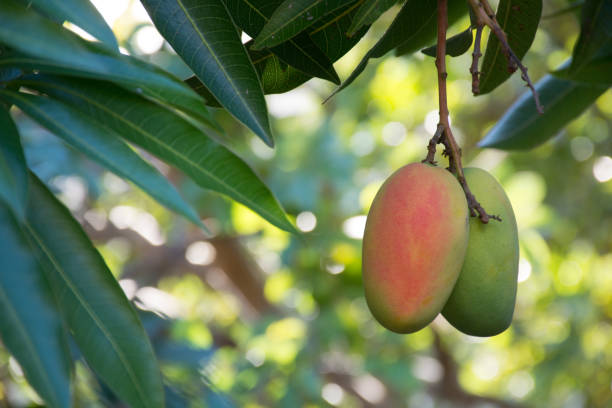paraíso tropical - fruto exótico de manga rasgando na árvore - fruit freshness tree foods and drinks - fotografias e filmes do acervo