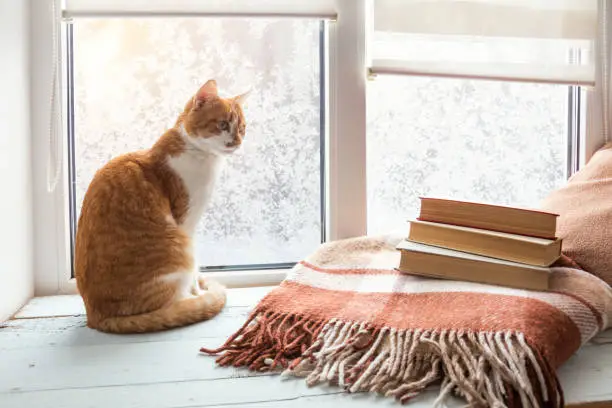 Books wool blanket and red-white cat on windowsill. In the background frosty pattern on window. Cozy home concept.