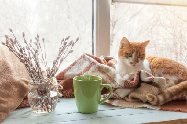 istock Cup of coffee on the window sill 639045716