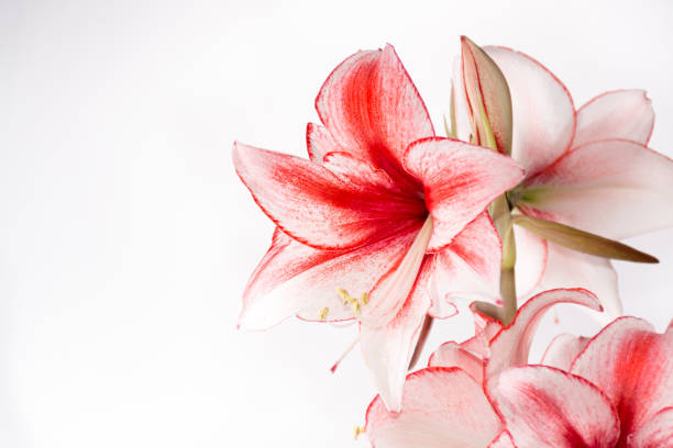 istock Hippeastrum Amaryllis Charisma, Dutch hybride, white-pink flower 639045802