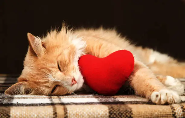 Photo of Golden red cat asleep hugging a small plush heart toy.