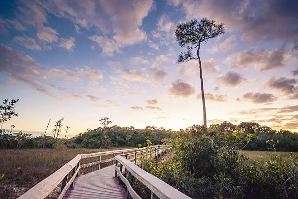 This is a horizontal, color, royalty free stock photograph shot with a Nikon D800 DSLR camera. It is a winter afternoon in South Florida's Everglades National Park, an international travel destination.  Photographed on Mahogany Hammock Trail. The sky at dusk turns colors backlighting one tall Florida Pine Tree.