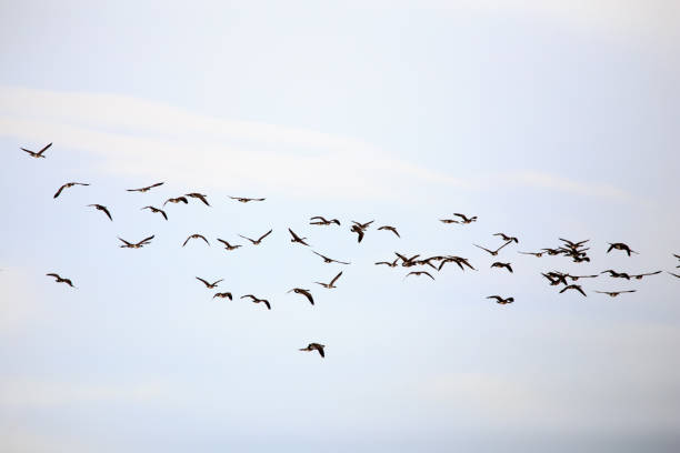 istock Canadian Geese 639050456