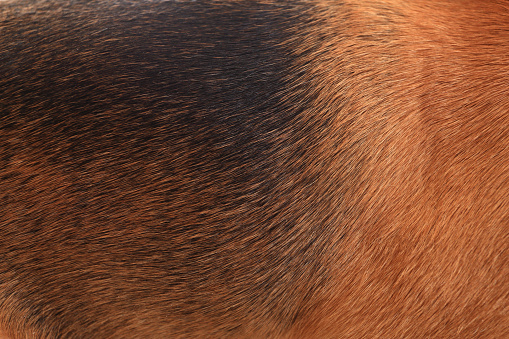 Brown dog wool close up. Black and brown beagle wool. Texture of brown wool.