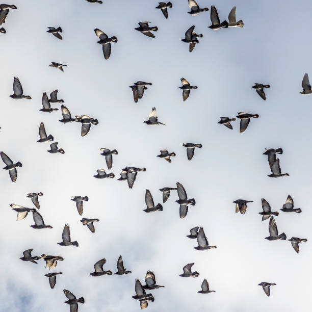 istock pigeons flying in formation under cloudy sky 639050800