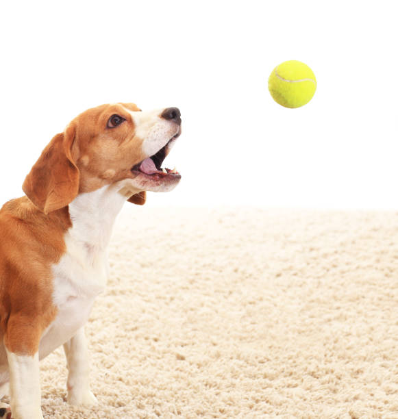 犬は白い背景にボールをキャッチ - tennis ball ball isolated sport ストックフォトと画像