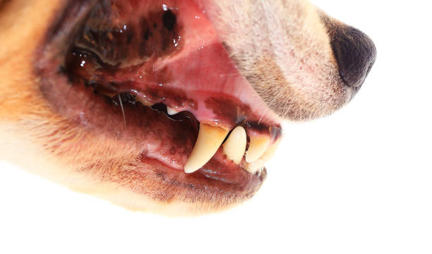 istock Dog teeth closeup 639051854