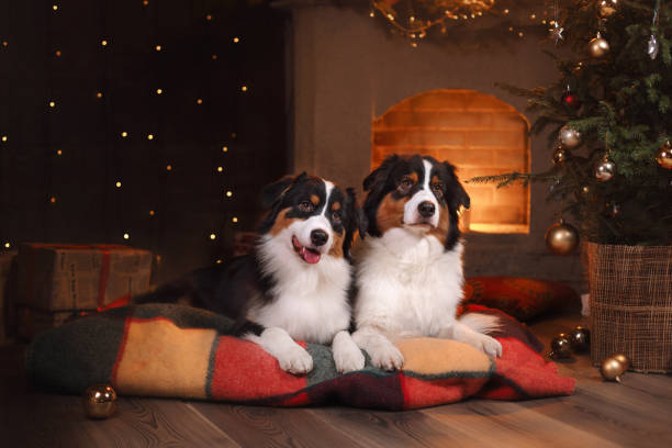 istock Australian Shepherd Dog at the fireplace 639052494