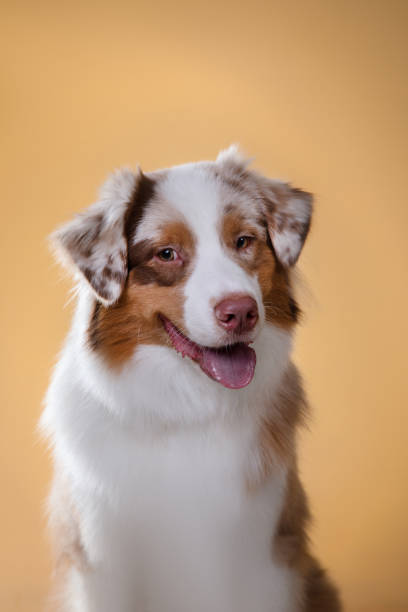 istock Dog Australian shepherd on a light background 639052752