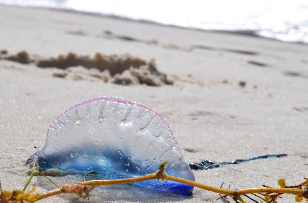 istock Portuguese Man-O-War at Perdido Key, FL 639053154