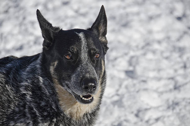 istock Blue Heeler Dog Enjoys the Snow 639053190