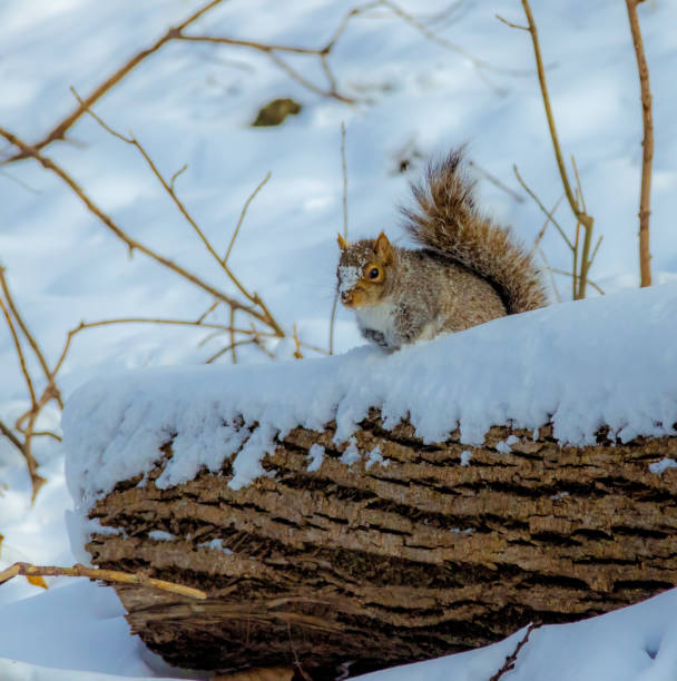 Cute gray squirrel hanging off the side of a snowy tree.