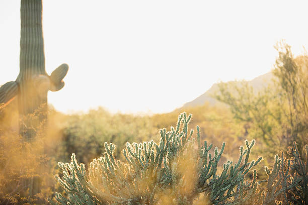 砂漠の景観  - cholla cactus ストックフォトと画像