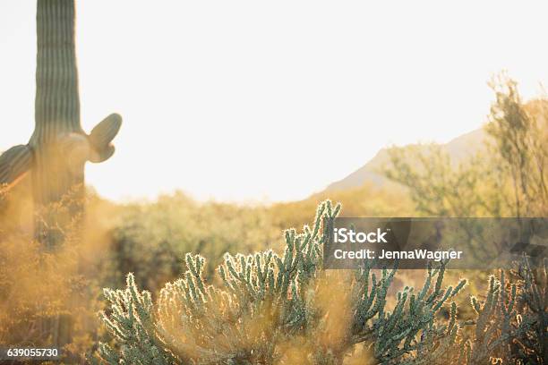 Desert Landscape Stock Photo - Download Image Now - Desert Area, Arizona, Cactus