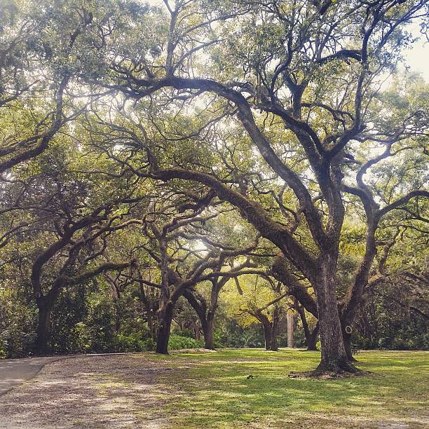 istock Greynolds Park with Florida Oak Trees North Miami Beach Landscape 639058090