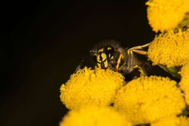istock Wasp on a yellow flower 639058512