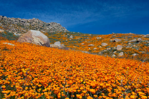 istock Poppies and a Large Boulder 639058586
