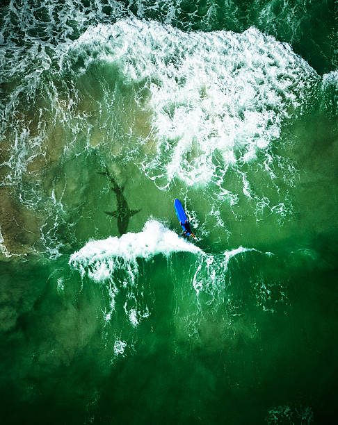 istock shark on the sea close to a surfer 639060458