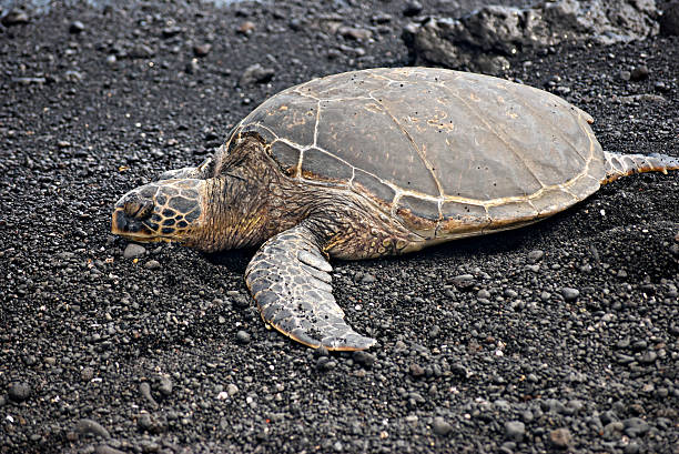 istock Green Sea Turtle IV 639061974