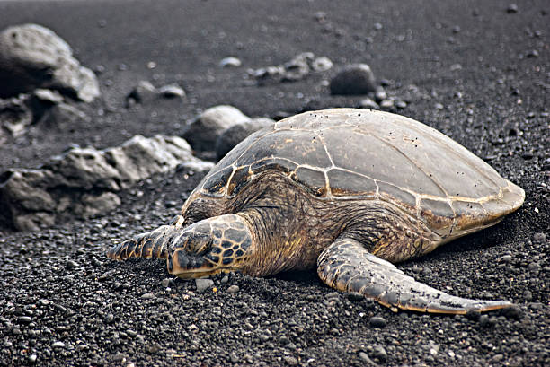 istock Green Sea Turtle II 639061992