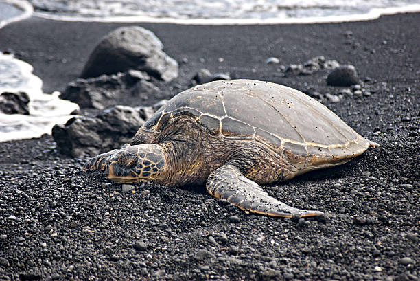 istock Green Sea Turtle I 639061998