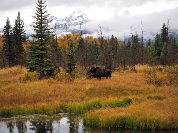 istock Moose Grazing against the Tetons 639062312