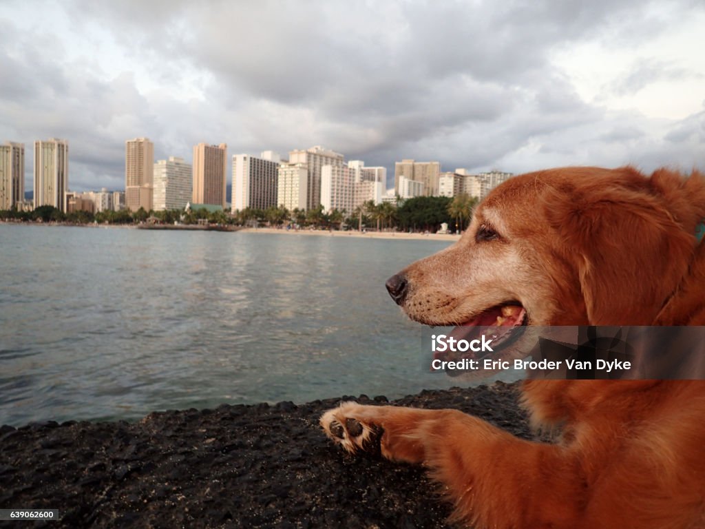 Golden Retriever Dog rest on Pier as he looks at Waikiki Golden Retriever Dog rest on Pier as he looks at the beach and hotels of Waikiki at Dusk on Oahu, Hawaii. Animal Stock Photo