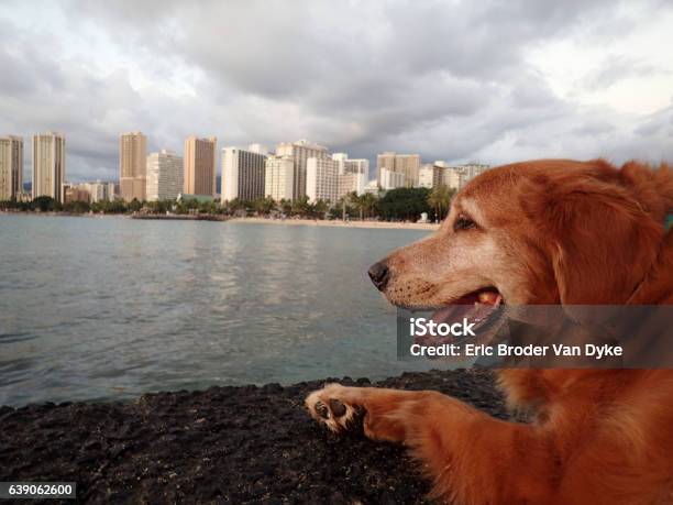 Golden Retriever Dog Rest On Pier As He Looks At Waikiki Stock Photo - Download Image Now