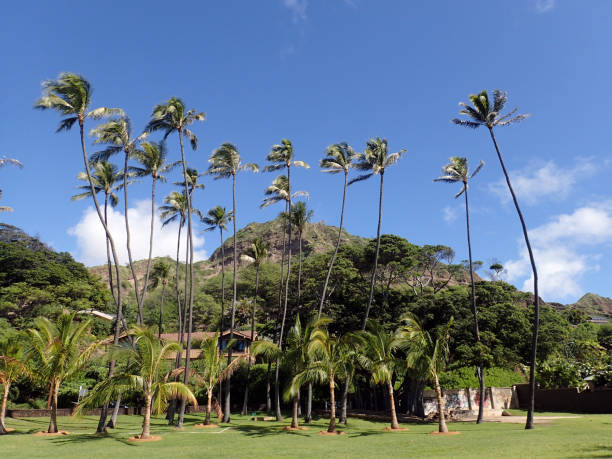 istock Grass field, Coconut, and other trees in park with 639062720