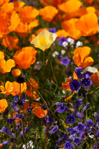 istock White Poppy and Canterbury Bells 639062758
