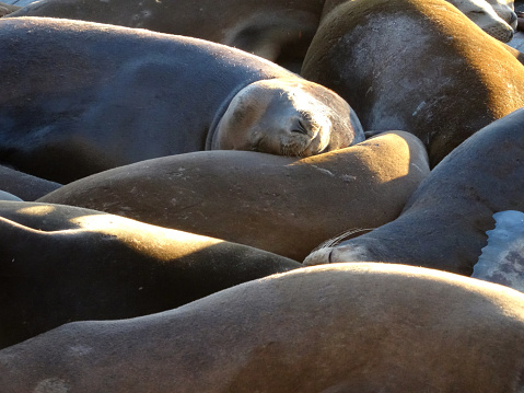 Large group of Sea Lions rest on top of each others near Pier 39 in San Francisco, California.