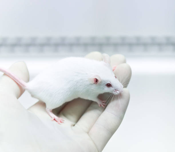 istock Eexperimental white mouse on the researcher's hand 639063756