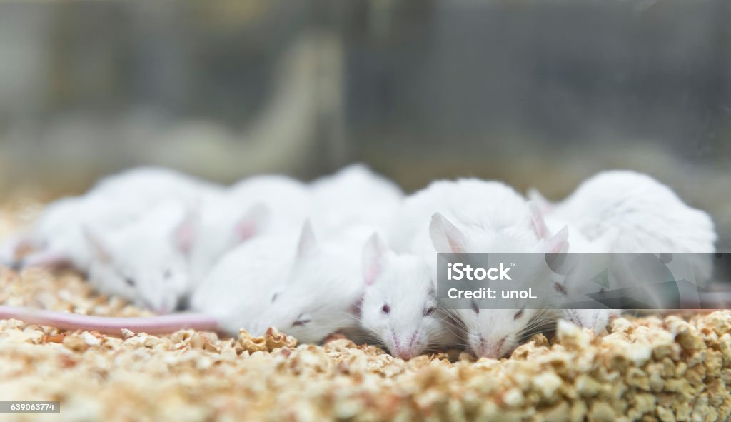 Experimental mice is sleeping in the IVC cage Mouse - Animal Stock Photo